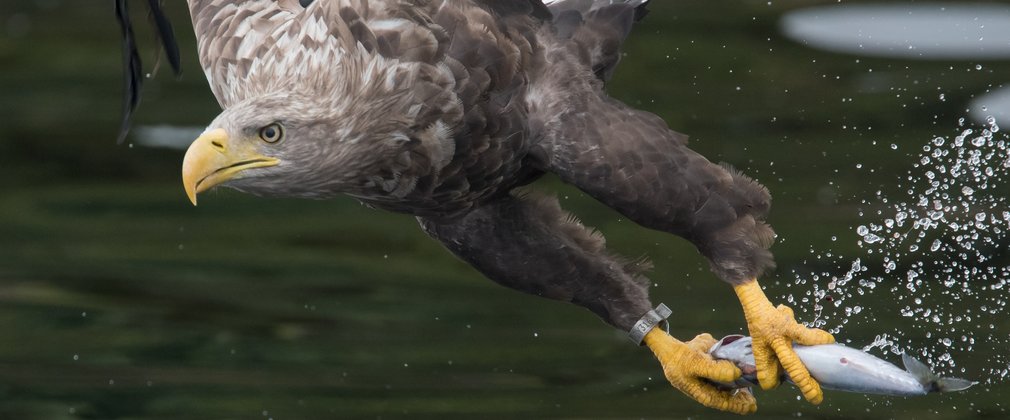 White-tailed eagle with fish in talons