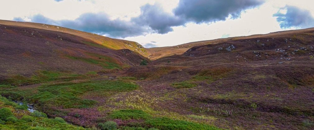 Heathland in shades of green and brown, below a grey cloudy sky.