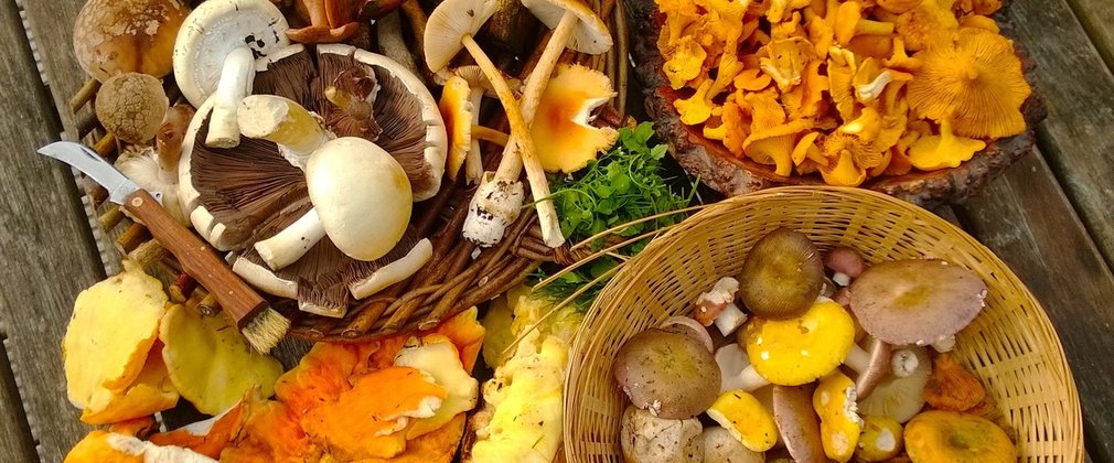 Wild food foray
