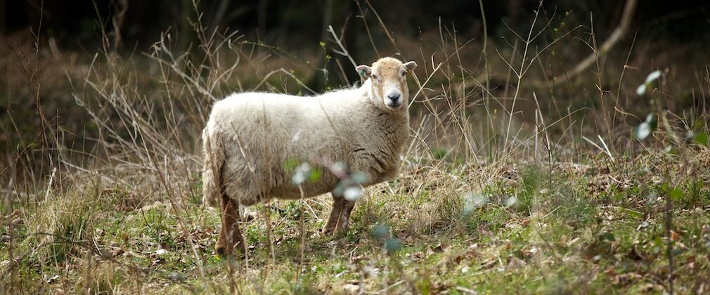 Sheep in a scrubby woodland setting