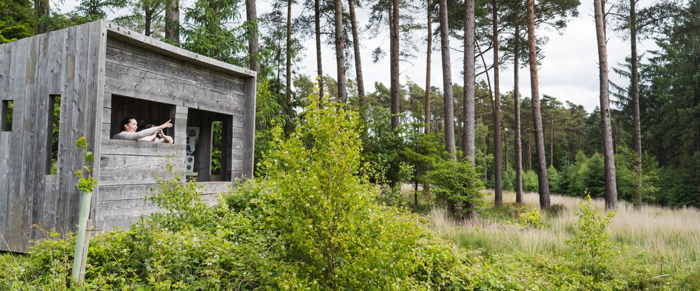 Forest visitors in a wildlife hide surrounded by scrubby undergrowth