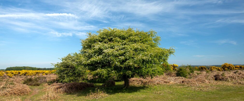 A view of a hawthorn tree beginning to blossom beside an open heathland in the spring