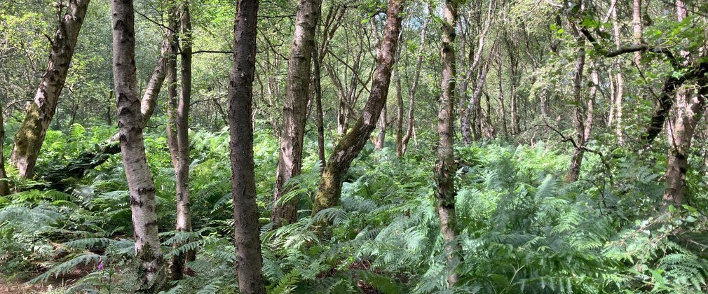 Native trees in a non-uniform arrangement