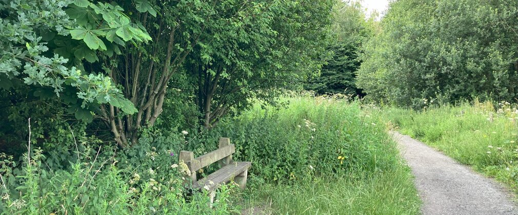 A woodland trail with a bench on a grass verge