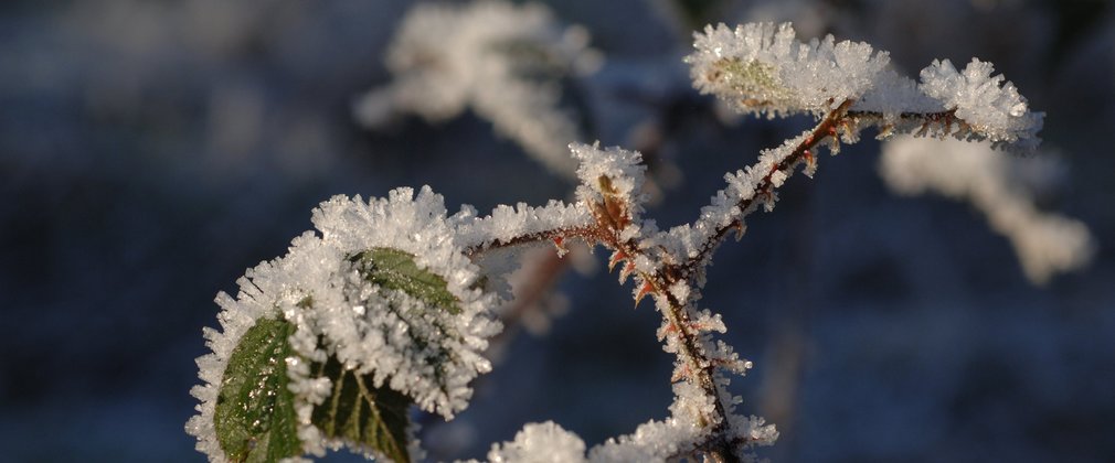 Close-up of bramble leaves and stalk covered in frost