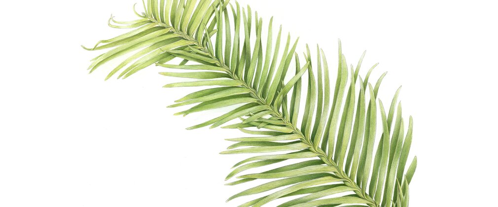 A painting of a branch of the Wollemi pine by Maggy Brooker 