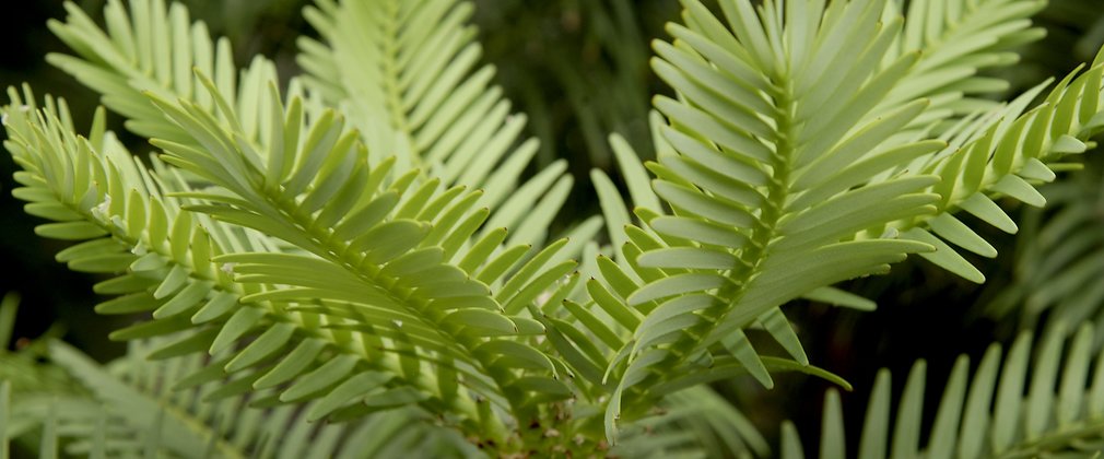Wollemi pine younger leaves 