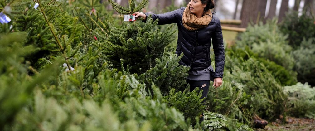 Woman choosing tree