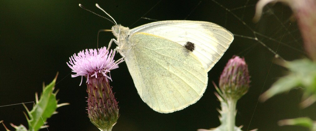 Wood white butterfly perched on a purple flower