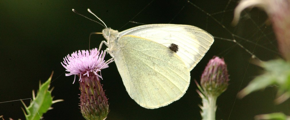 Wood white butterfly perched on a purple flower