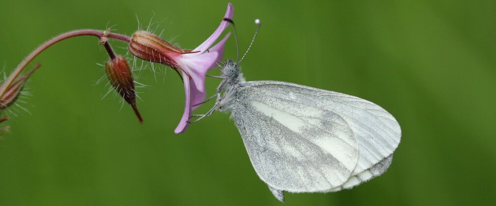 A wood white butterfly on a purple flowered plant 