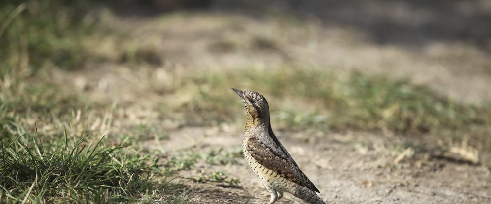 Wryneck bird