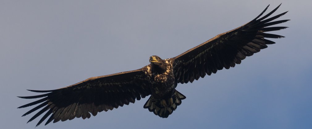 A white-tailed eagle soaring through the blue sky