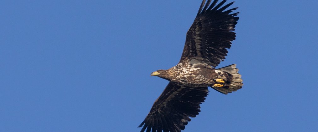 A white-tailed eagle soaring through the blue sky
