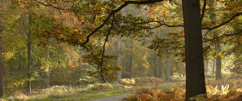Autumnal trees surrounding a trail in a forest 
