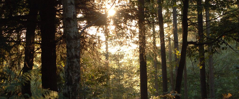 Trees in a woodland with the sun shining through