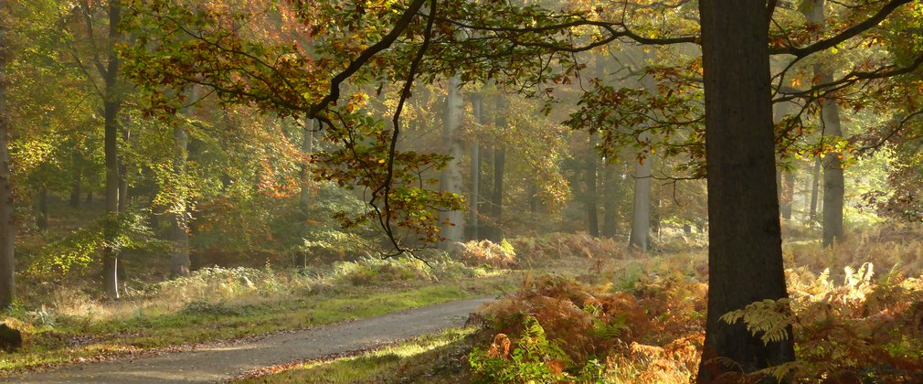 Autumnal trees surrounding a trail in a forest 