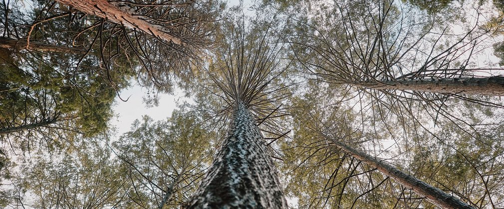 Looking skywards towards a tree canopy