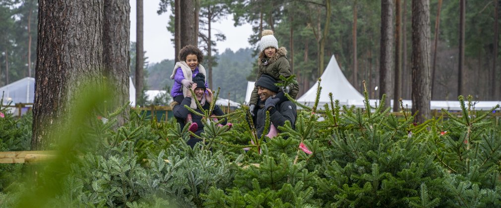 Christmas tree shopping in the forest