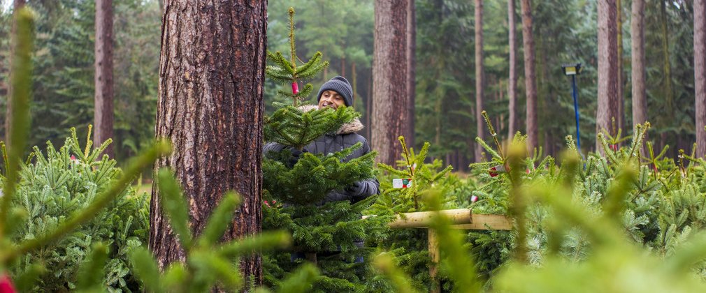 Christmas trees in the forest