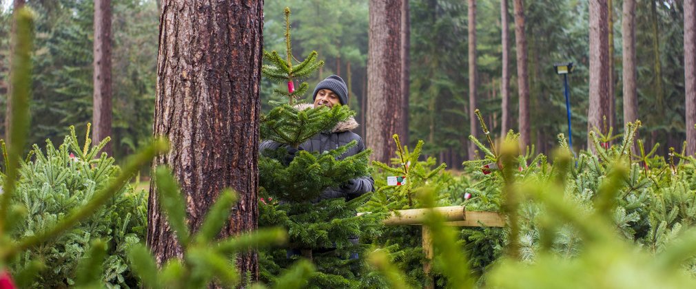 Christmas trees in the forest 