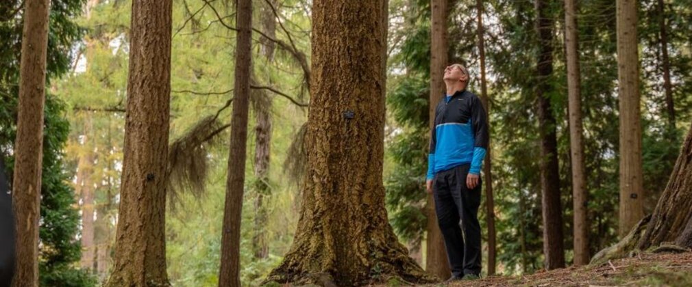 A man standing close to a tall tree looks up into the canopy