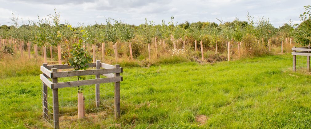 Rows of planted tree saplings shown next to grassland, with a fenced sapling shown in the foreground.