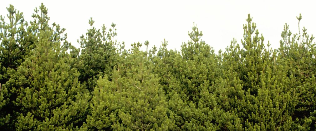 A group of young lodgepole pine trees, face on to the camera against a pale grey sky.