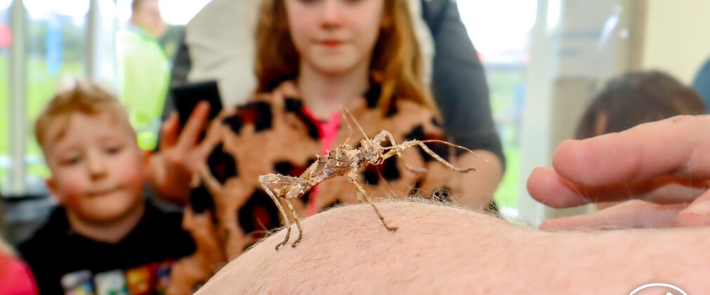 Zoolab June Alice Holt Forest 2025 stick insect on arm