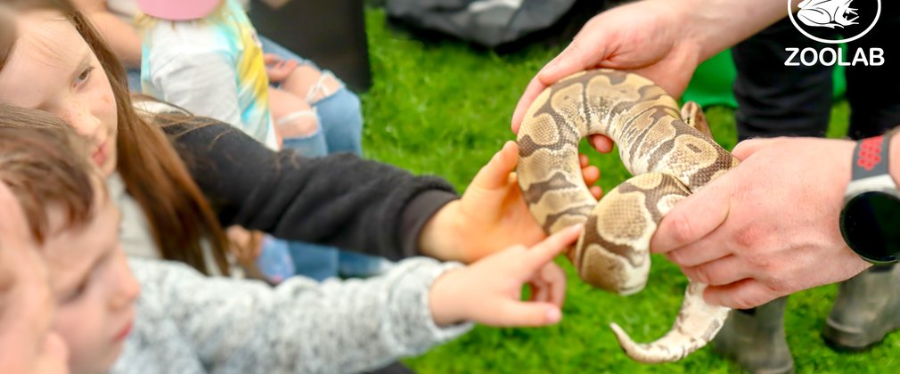 Zoolab snake at Alice Holt Forest