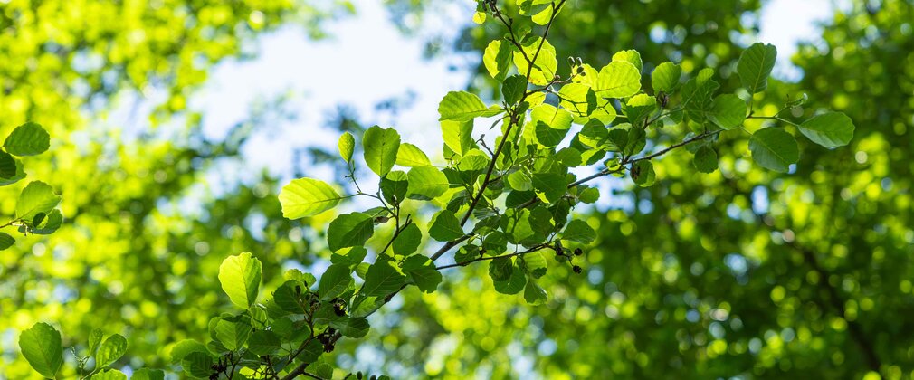 Looking up at the green leaves in the forest with dappled sunlight