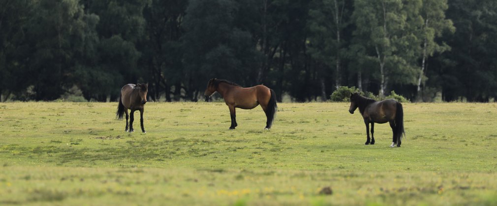 Three New Forest ponies standing on open grassland.