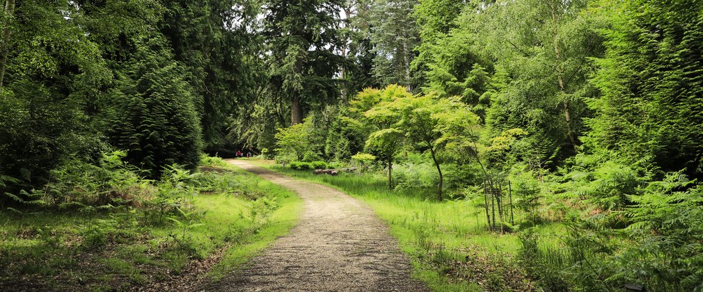 A walking trail at Bolderwood in The New Forest