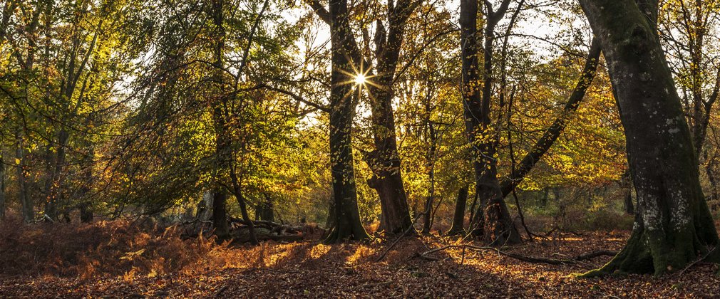 Autumn sunset in the New Forest