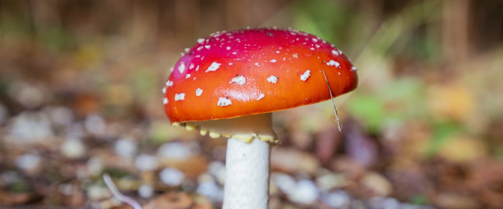 Close up of fungi on the forest floor.