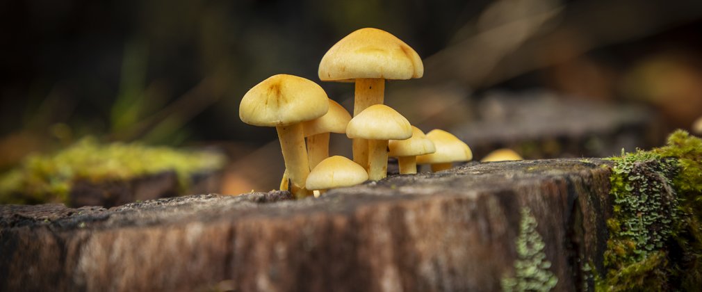 Close up of fungi on a tree stump