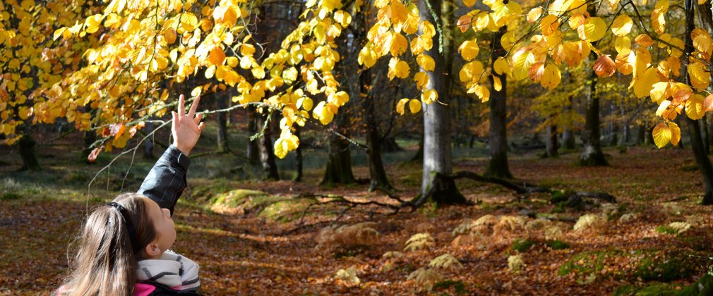 Autumn in the New Forest
