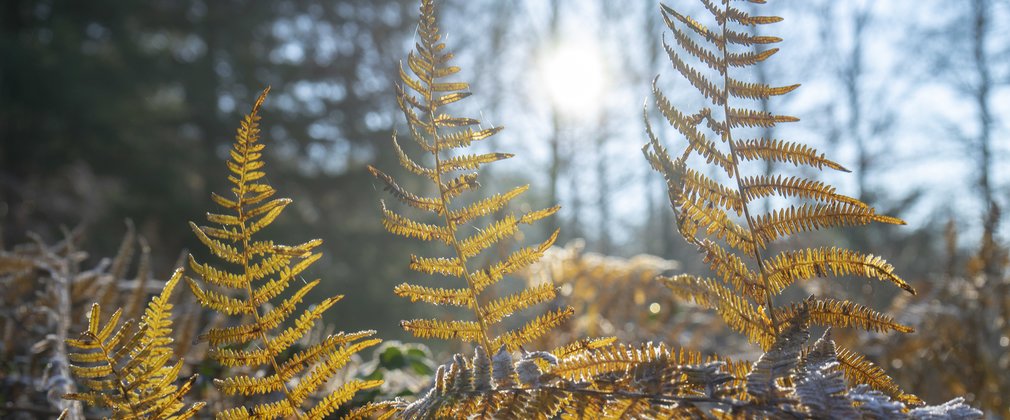 Sunlight through bracken