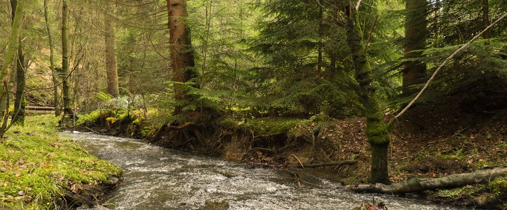 River running through Cropton Forest