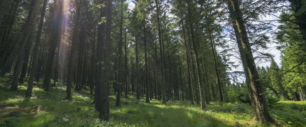 Sun beams through trees