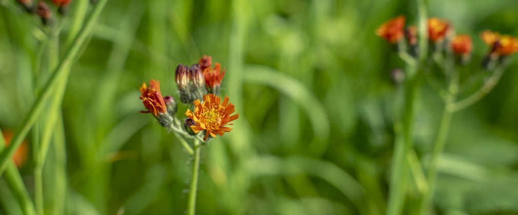 Close up of small orange flowers