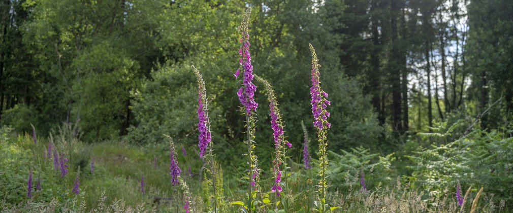 foxgloves in the sunshine, in mixed forest