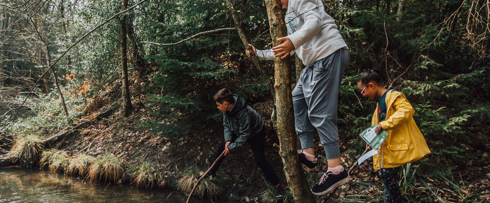 kids climbing tree