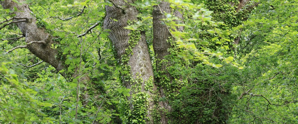 A close up of an oak tree in the summer