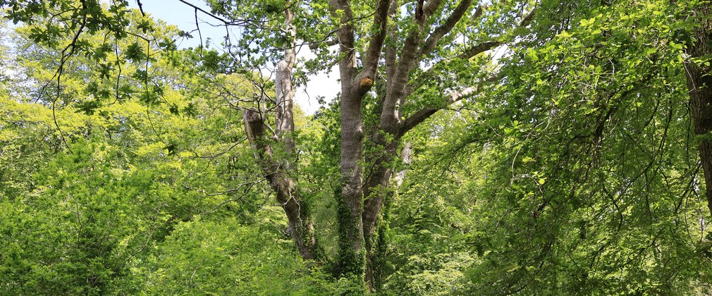A view of the Knightwood Oak in the summer
