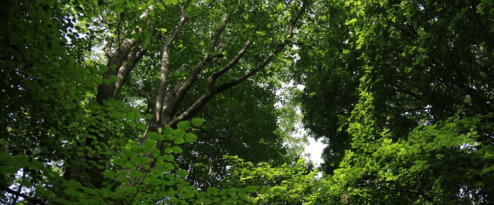 A view up into the forest canopy