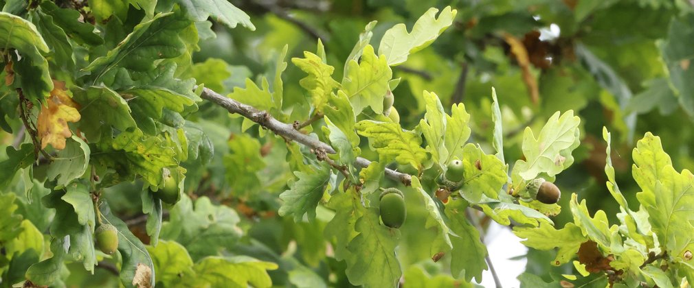 A close up of acorns and leaves on an Oak tree in Hampshire