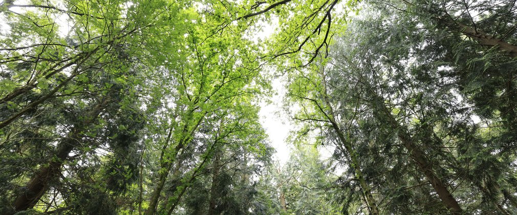 Looking up through the trees at the Jubilee Grove at Bolderwood