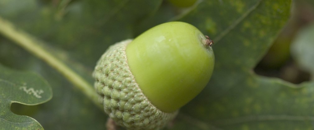Acorn 1