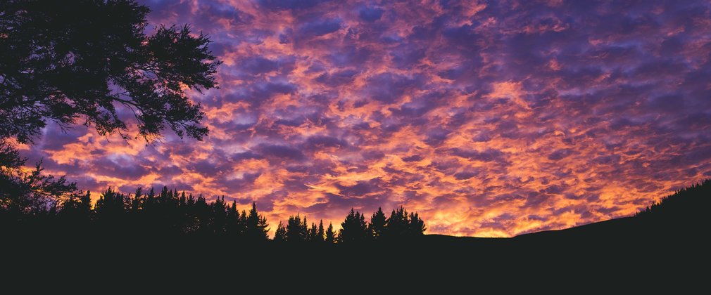 Silhouette of forest at pink sunset  